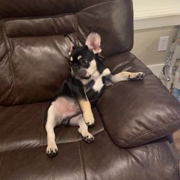 French Bulldog Puppies from Lance Miller