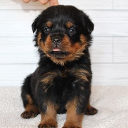 Yellow girl - Black and mahogany female Rottweiler puppy in Auburn, California from Vom Haus Flores
