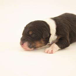 Shepherd - Black tri-color male Australian Shepherd puppy in Placerville, California from BFF Aussies