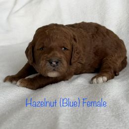 Girl 4 - female Goldendoodle puppy in De Pere, Wisconsin from Kinzor Kennels