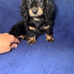 Fred - Black and tan male Dachshund puppy in Tonopah, Arizona from Brandie's Dachshunds