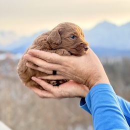 Golden Girl - Red female Bernedoodle puppy in Anchorage, Alaska from Cascade Country Doodles