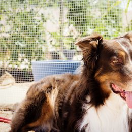 Australian Shepherds from Sheigh Cox