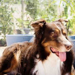 Australian Shepherds from Sheigh Cox