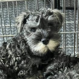 Girl 1 - Salt and pepper female Miniature Schnauzer puppy in North Brunswick, New Jersey from Hafen Miniature Schnauzers