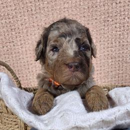 Sundance - Brown merle female Aussiedoodle puppy in Haleyville, Alabama from The Cuddly Dood Ranch