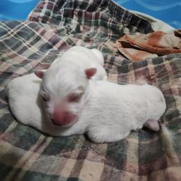 Ol' Red - Red speckled male Australian Cattle Dog puppy in Morganton, North Carolina from Trinity C Acres
