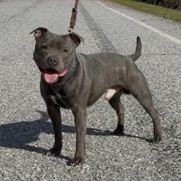 Bleu - Staffordshire Bull Terrier