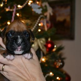 Boxer Puppies from Quinney’s Boxers