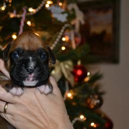 Boxer Puppies from Quinney’s Boxers