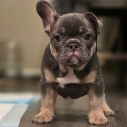 Major - Blue collar - Tricolors male French Bulldog puppy in Washington from Pawcific Coast Bullies