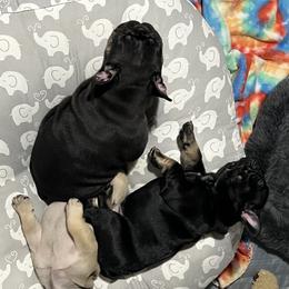 French Bulldog Puppies from Stratton Kennel