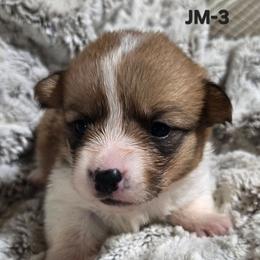 JM-3 - Sable male Pembroke Welsh Corgi puppy in Ely, Minnesota from RJ's Corgis
