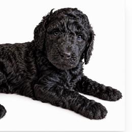 Dolly - Black female Poodle puppy in Greenwich, New York from MizzElle’s Standard Poodles