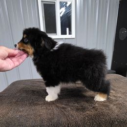 Girl 1 - Black tri female Miniature American Shepherd puppy in Bowling Green, Kentucky from Flawlessly Kennel