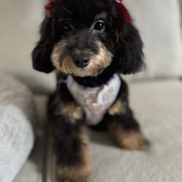 Mattie - Bernedoodle