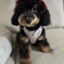 Mattie - Bernedoodle