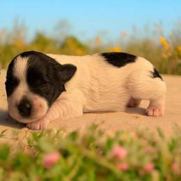 Oliver - Parti male Miniature Schnauzer puppy in Magalia, California from NorCal Schnauzers