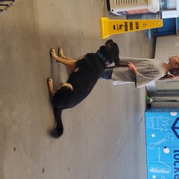 German Shepherd All Grown Up from Rust N Dust Kennels