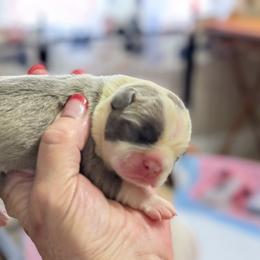 Blue Baby Boy - Blue male Boston Terrier puppy in Lowell, Arkansas from Bogan's Boston's