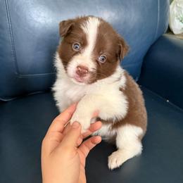 Jupiter - Red male Border Collie puppy in Grapeview, Washington from Athena’s Collies
