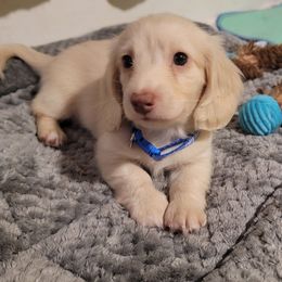 Cream boy - Cream male Dachshund puppy in Lexington, Oklahoma from Long Doggy Acres Miniature Dachshunds