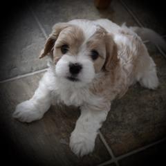 "6 weeks" Cavaton Puppies from Lakeshore Cavatons
