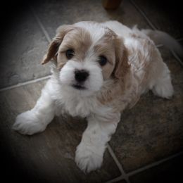 "6 weeks" Cavaton Puppies from Lakeshore Cavatons