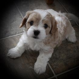 "6 weeks" Cavaton Puppies from Lakeshore Cavatons