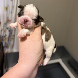 Girl 1 - Liver and white female Shih Tzu puppy in Springfield, Missouri from Lopez Family Tails