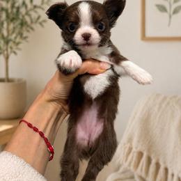 Choco girl 6500 - Chocolate female Chihuahua puppy in Miami, Florida from Natalias Tiny Puppies