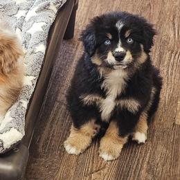 Ruger - Black tri male Miniature American Shepherd puppy in Tonopah, Arizona from King's Miniature American Shepherds