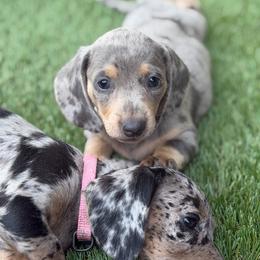 Daisy - Dapple female Dachshund puppy in Georgetown, South Carolina from Muddy Bay Kennels