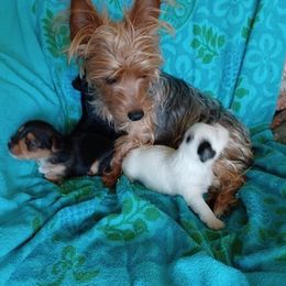Yorkshire Terriers from Jack and Jills Fun House