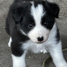 Border Collies from Cedarcreek Border Collies