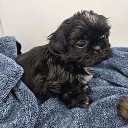 Red collar female - Black and white female Shih Tzu puppy in Needville, Texas from Precious Moments Shih Tzu