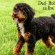 Bobo