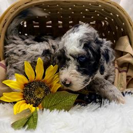 Pixie - Blue merle female Aussiedoodle puppy in Taylor, Missouri from Pawsitively Doodles