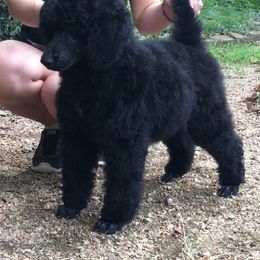 Poodle Puppies from Antigua Standard Poodles