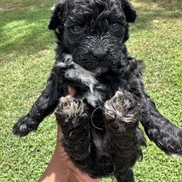 Girl 2 - Black female Poodle puppy in Chattanooga, Tennessee from SoftPaw Kennels