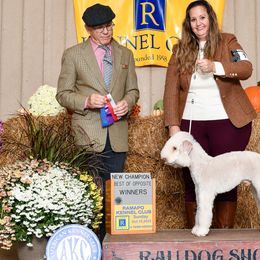 Atlas - Bedlington Terrier