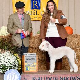 Atlas - Bedlington Terrier