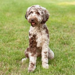 Maggie - Goldendoodle