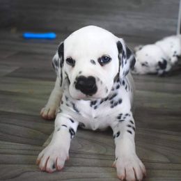 Dalmatian Puppies from Sublime Dalmatians