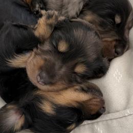 Dachshunds from Beachside Doxies