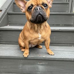 Elena Rose - French Bulldog