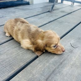 Girl 3 - Dapple female Dachshund puppy in Oklahoma from DRB Australian Shepherds