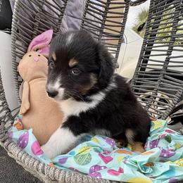 Flopsy - Black tri male Miniature Australian Shepherd puppy in Port Saint Lucie, Florida from Charlene Brannon's Mini Australian Shepherds