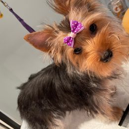 Honey - Yorkshire Terrier