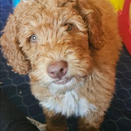 Blue fish- Dr Suess litter - Red male Labradoodle puppy in Phelan, California from Family Doodles